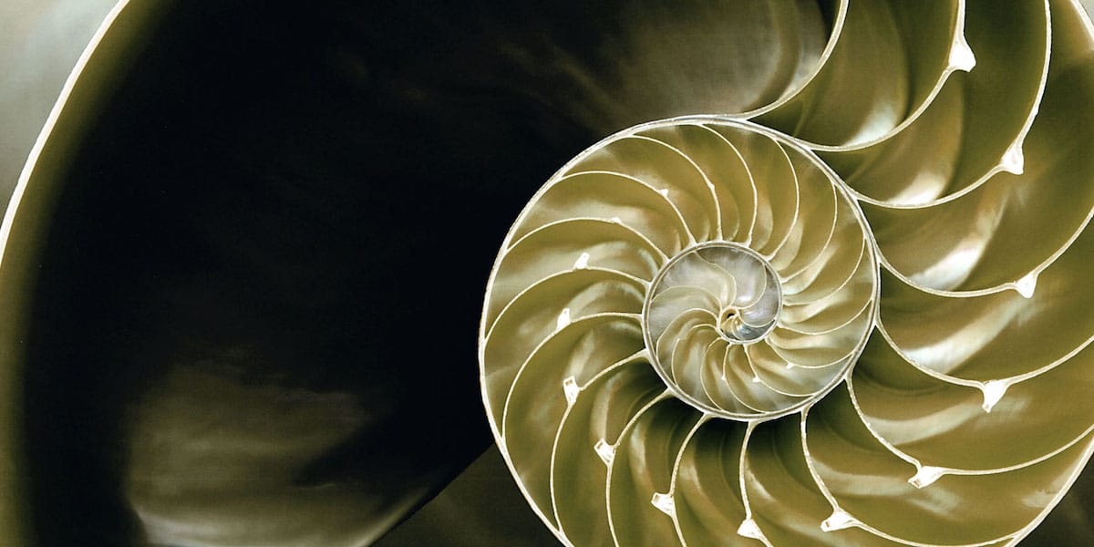 the-golden-ratio